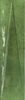 Harmony Bari Green Decor 6x24.6 ID 482396