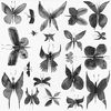 Bardelli Papillon L.111 20 20x20 ID 326153