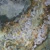 Nanogress Poseidon - Js 120x120 ID 524693