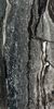 Mariner Rain Forest Dark 45x90 ID 154743
